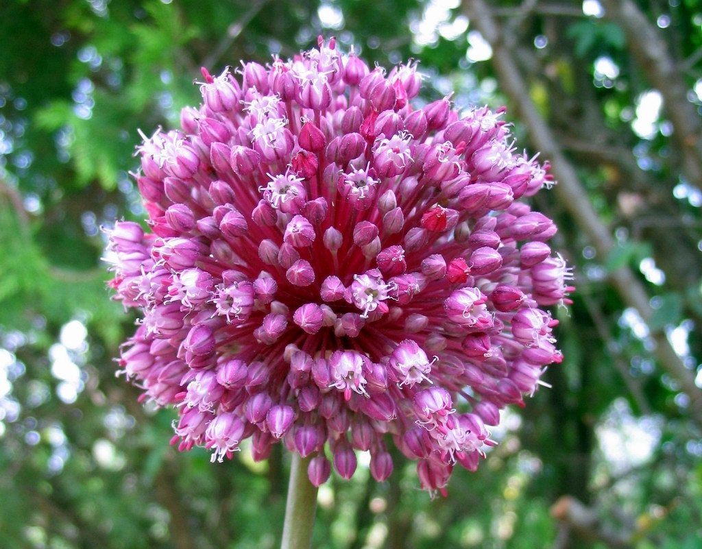Allium ampeloprasum